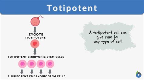 totipotent definition